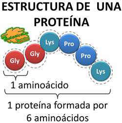 proteina-estructura-basica