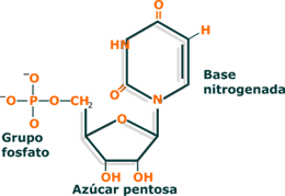 mononucleotido