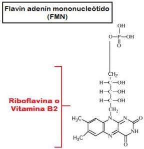 riboflavina