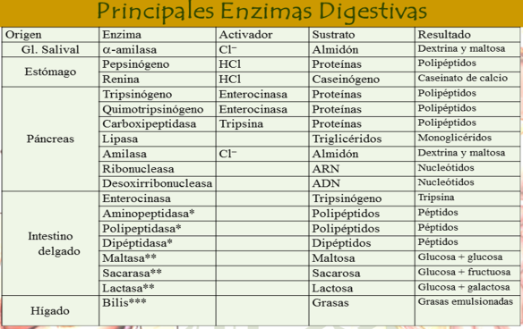 Enzimas-Digestivas.png